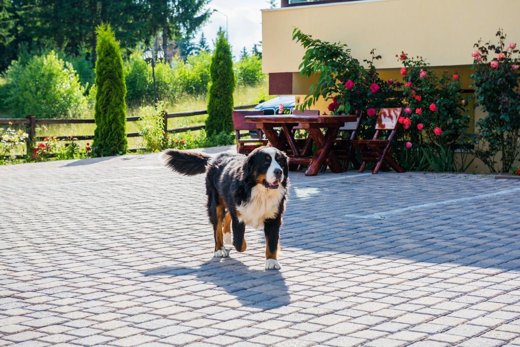 Pensiunea Orizont Poiana Brașov Exterior foto